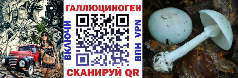 Псилоцибиновые грибы Psilocybe  Великие Луки 